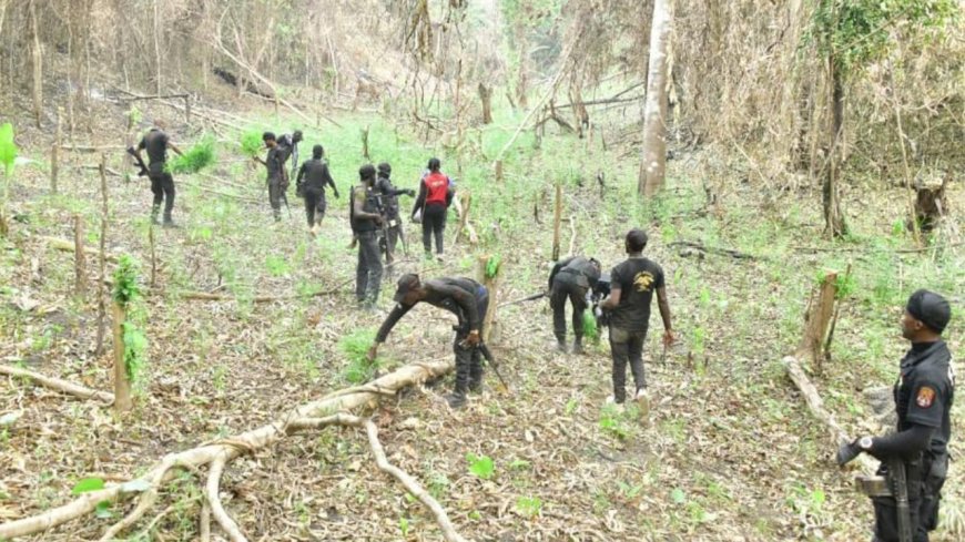 NDLEA Sets Ablaze 7,286KGS Of Illicit Drugs, Arrests Suspect, Recovers Two Riffles In Edo Forest