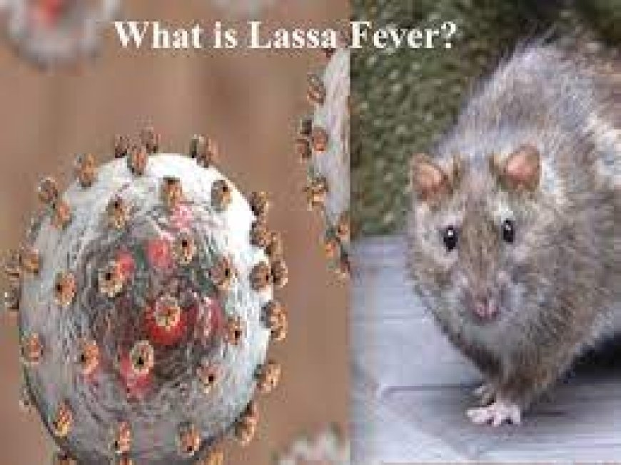 Lassa Fever Kills 109 In 22 States
