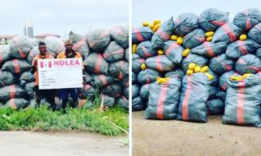 NDLEA Arrests Two Ghanaians With Boat Loaded With Skunk On Alfa Beach Waters, Fake Female Security Agents Over 30Kg Of Cannabis 