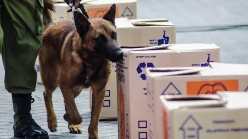 How NDLEA Sniffer Dogs Uncover Cocaine In An Indian- Bound Shipment