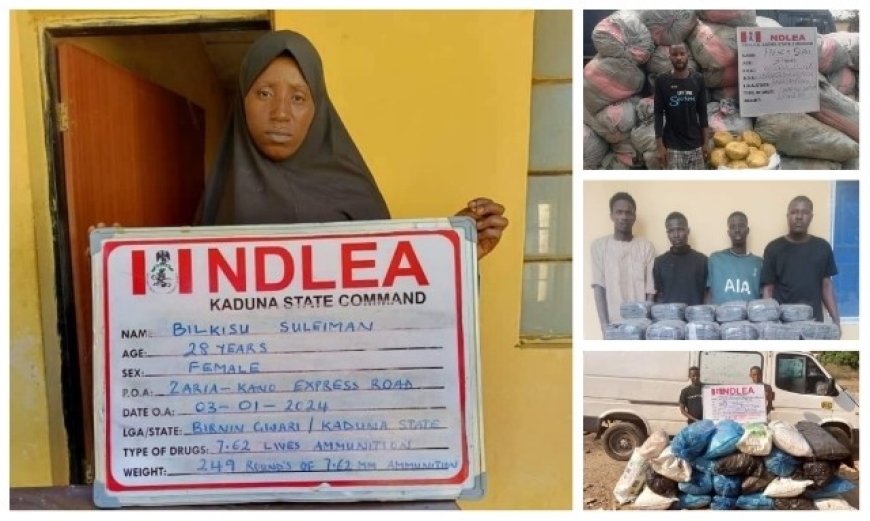 NDLEA Intercepts Female Supplier Of Ammunition To Bandits, Arrests 11 Others Over Three Tons Of Illicit Drugs ...Raids Kaduna, Lagos, Niger, Kogi, Kano, Borno, Osun Drug Joints
