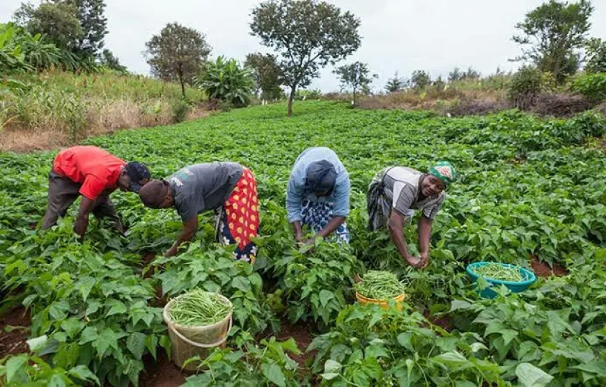 Smallholder farmers backbone of Nigeria’s agricultural sector – FG
